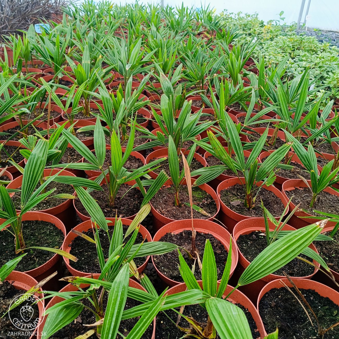 Obrázok Palma konopná (Trachycarpus fortunei) - výška 20-30 cm, kont. C3L ( -17°C)